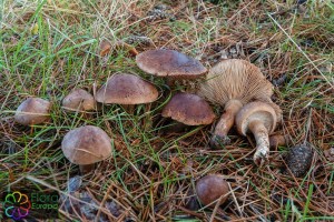 Tricholoma imbricatum (2)_LR